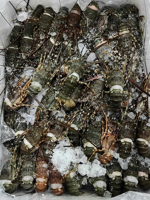 Sự thật tôm hùm mini giá 10.000 đồng/con | Báo Tri thức và Cuộc sống ...