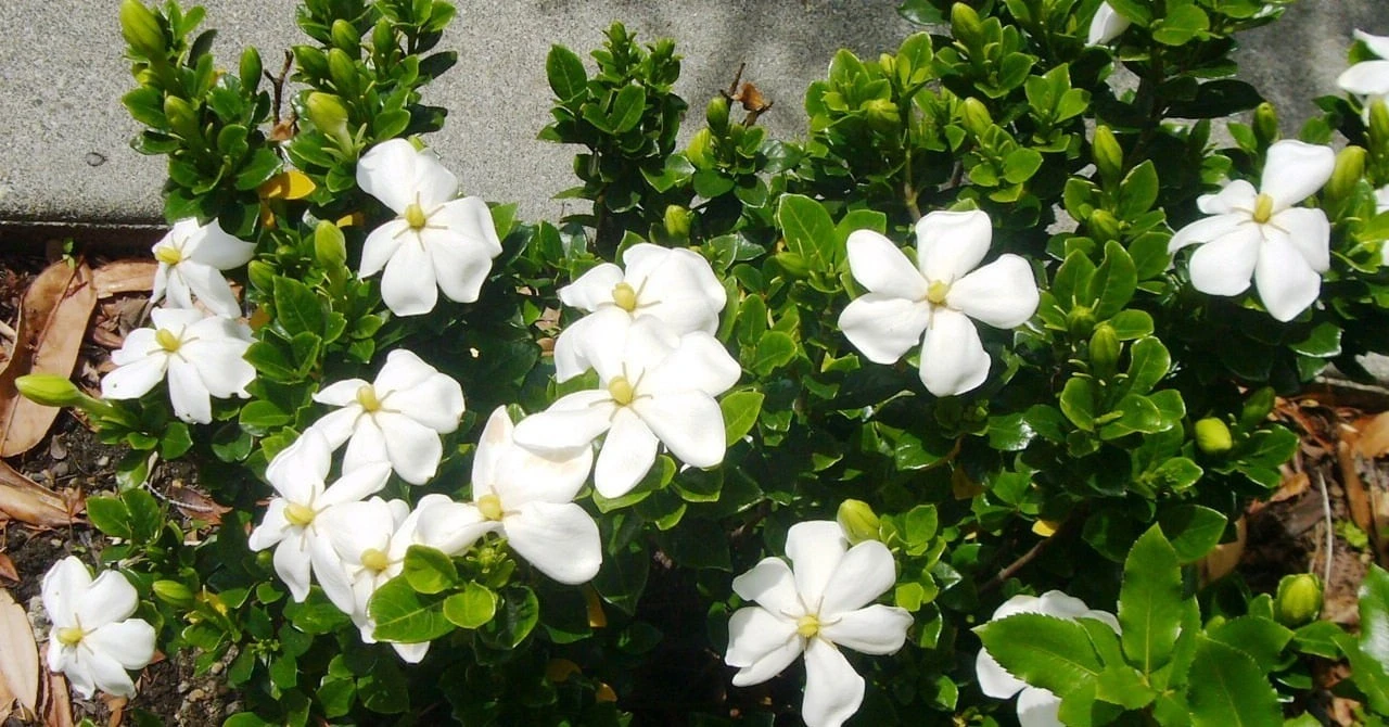 Vua hoa phong thủy nở quanh năm, chiêu tài hút lộc mạnh