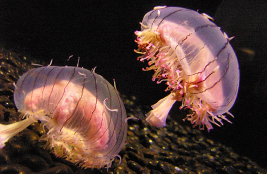 5 loài động vật ngụy trang kỳ diệu như bông hoa