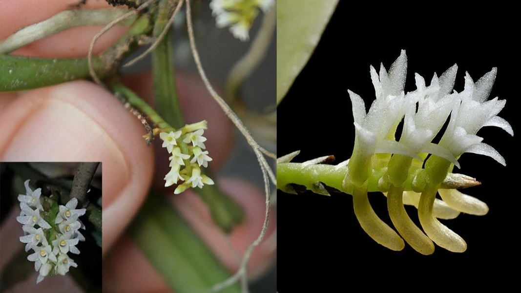 Khó tin loài hoa lan nhỏ nhất thế giới chỉ 0,5mm