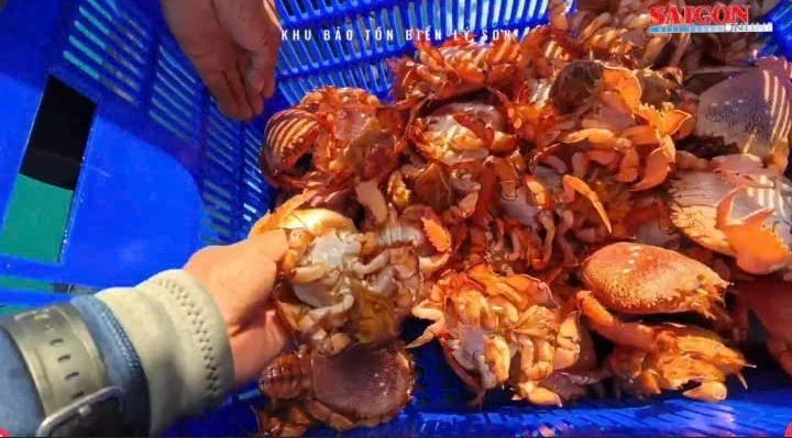 Lý Sơn thả cua huỳnh đế mang trứng, phục hồi sinh thái