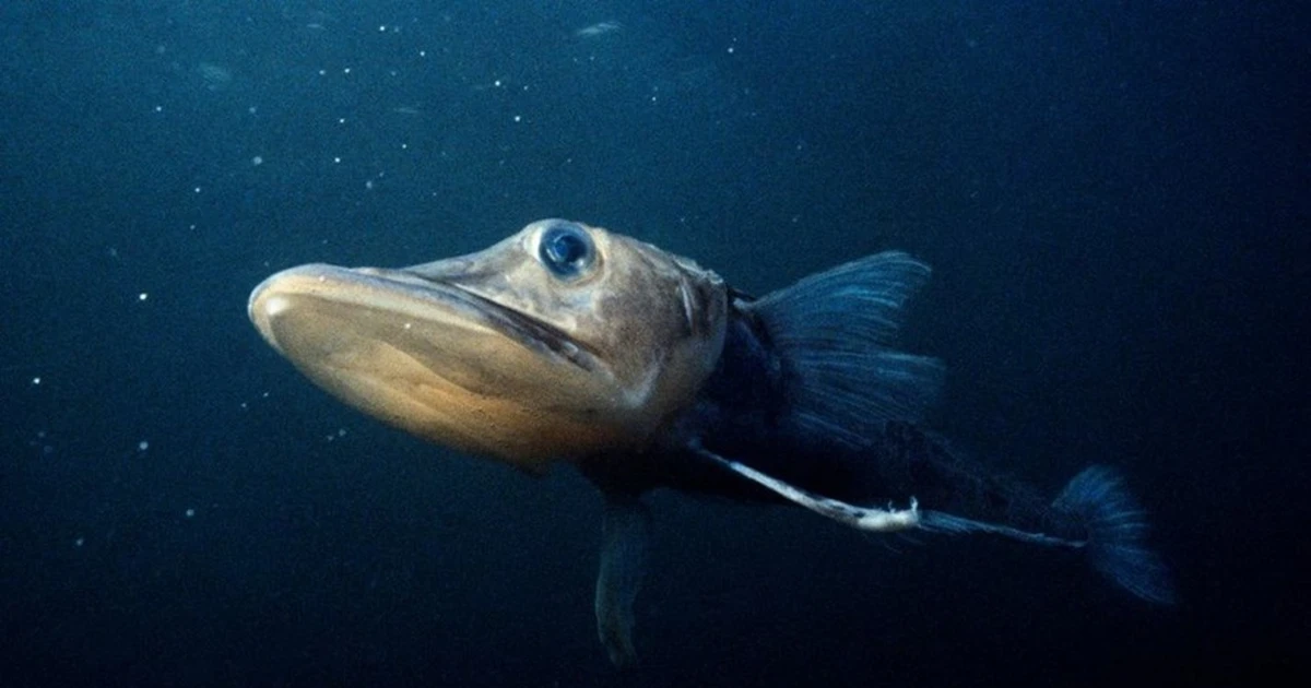 Kinh ngạc loài cá máu trắng, sống nơi lạnh nhất đại dương