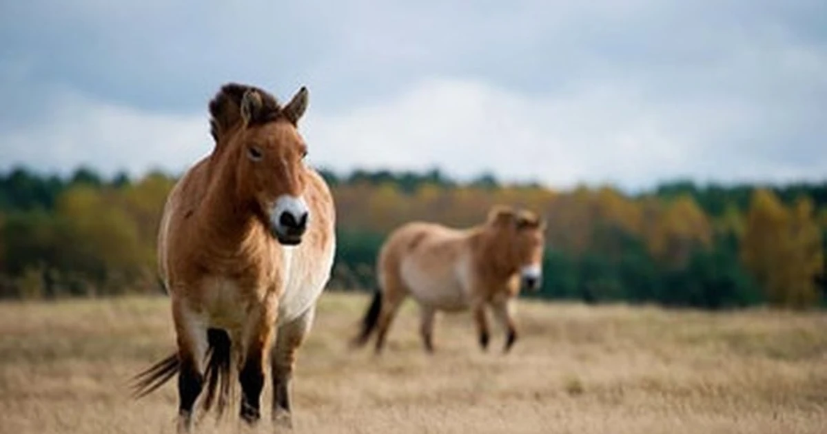 Linh thú thảo nguyên Mông Cổ quý hiếm, là loài trong sách Đỏ
