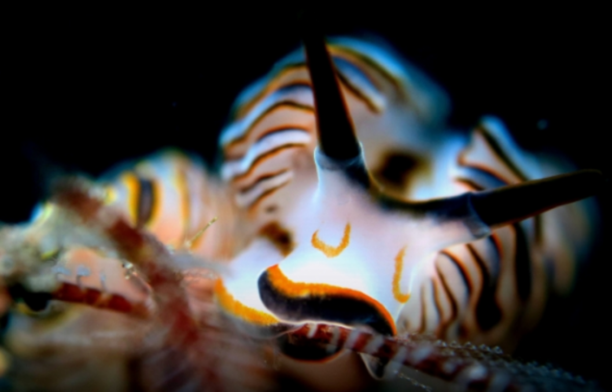 Hãy tưởng tượng bạn đang bơi qua vùng nước Bali, Indonesia thì nhìn thấy thứ tựa như những chiếc bánh rán donut xếp gọn trên một cơ thể mềm nhũn. Ảnh: @reefguide.