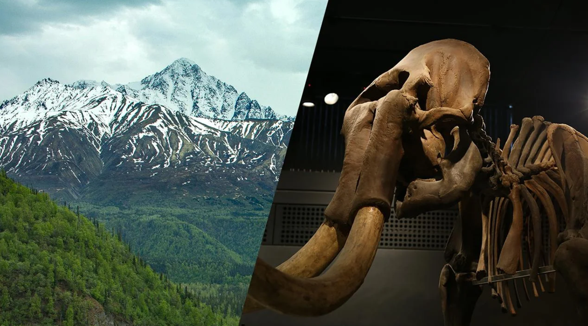 Một khu cắm trại bị chôn vùi ở thung lũng Tanana thuộc Alaska cung cấp bằng chứng mới về sự di chuyển của con người vào Bắc Mỹ thời kỳ tiền sử. Ảnh: @Krasinski.