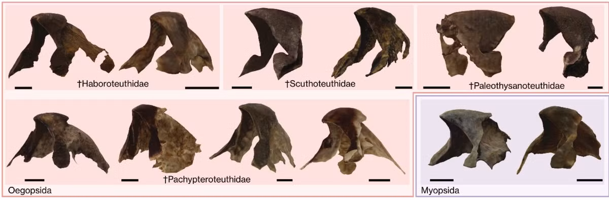 Kết quả cho thấy, trong tảng đá cổ có chứa hóa thạch 263 mẫu mực và trong số các mẫu này có chứa hóa thạch của 40 loài mực cổ đại, mà các nhà khoa học chưa từng thấy trước đây. Ảnh: @Shin Ikegami.