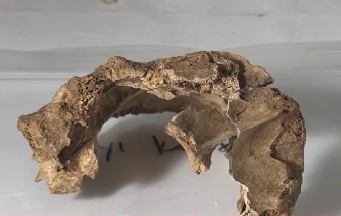 Những hộp sọ này có niên đại khoảng 14.000 năm tuổi, thuộc kỷ Pleistocene. Ảnh: @Đại học Ankara Hacı Bayram Veli.