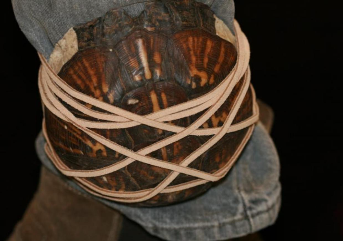 Sự hiện diện của nhạc cụ gõ và lục lạc ở khu vực này chứng minh rằng, mai rùa rất quan trọng để giữ nhịp điệu, âm nhạc cổ đại trong các nghi lễ trên khắp Đông Nam nước Mỹ thời tiền sử. Ảnh: @Đại học bang Florida.