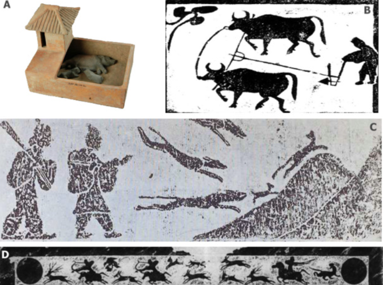 Nghiên cứu về hài cốt lợn tại địa điểm Jiahu, tỉnh Hà Nam, có niên đại khoảng 9.000 năm, cho thấy đây là một trong những đàn lợn được thuần hóa sớm nhất ở Trung Quốc. Theo thời gian, lợn trở thành nguồn cung cấp protein chính, định hình mô hình ăn uống và hệ thống nông nghiệp cổ đại. Ảnh: @Trung tâm Lưu trữ Mẫu vật Tài nguyên Động vật Trung Quốc.