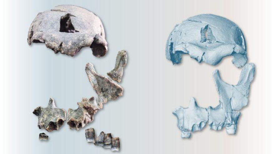 Phát hiện mới này cung cấp những hiểu biết vô giá về giải phẫu khảo cổ và sự tiến hóa của loài người cổ xưa thời kỳ đầu. Ảnh: @Đại học Stony Brook.