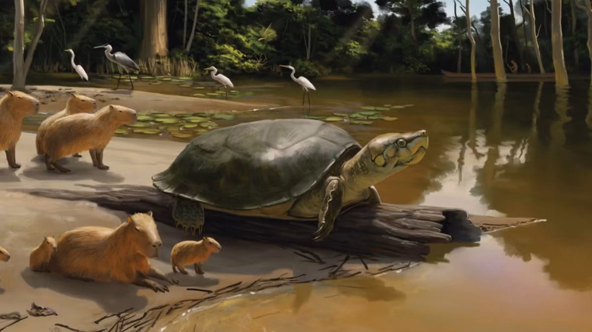 Xương hàm của Peltocephalus maturin là một trong những xương hàm lớn nhất trong số các loài rùa, và dựa trên sự so sánh với các loài rùa khác, Tiến sĩ Gabriel Ferreira và nhóm của ông ước tính loài bò sát này có mai dài tới 1,8 mét. Ảnh: @Đại học Tübingen.