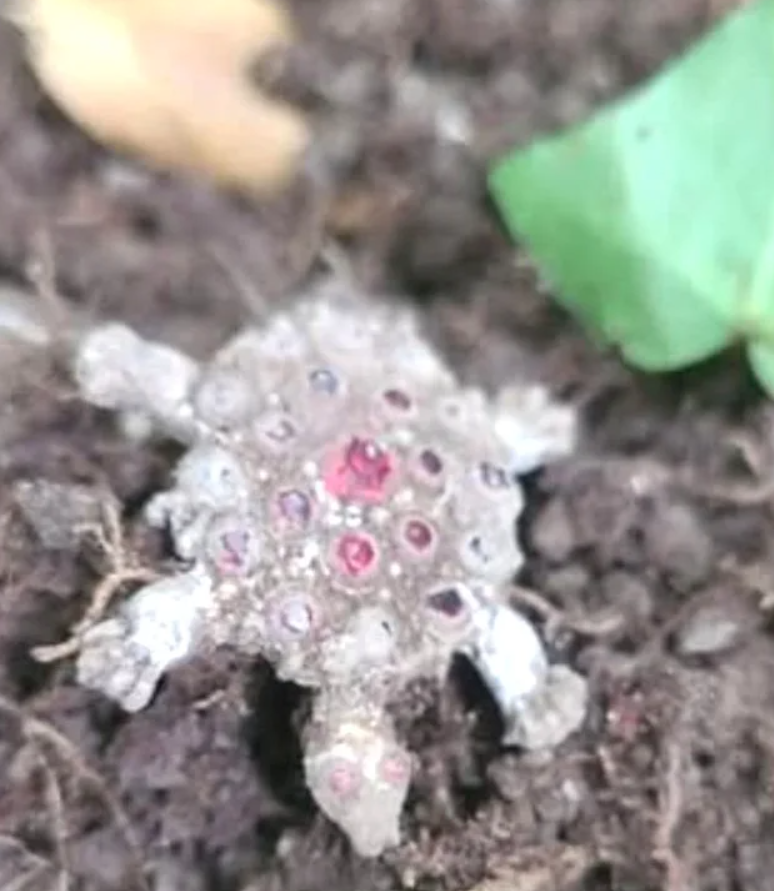 Đó là một loại động vật màu trắng đông cứng với đôi mắt đỏ và “dàn đèn pha” đỏ trên lưng. Ảnh: @Albert Cole.