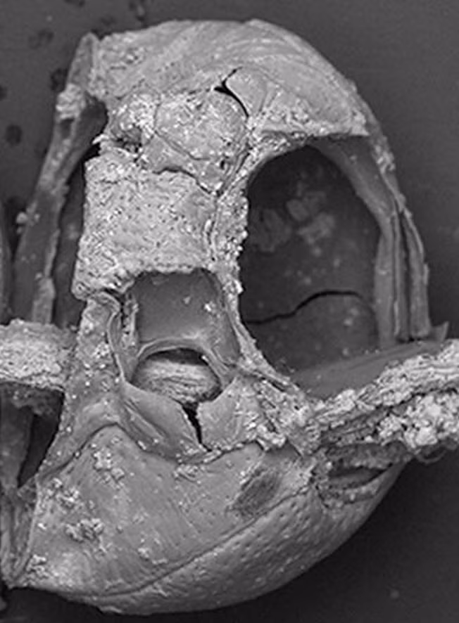 Nhưng với các thành phần hữu cơ dễ bị phân hủy như vậy, làm thế nào mà chiếc vòng cổ bọ cánh cứng này lại được bảo quản tốt đến thế sau hơn hai thiên niên kỷ?Hiện tại, số phận của đứa trẻ đó vẫn còn là một bí ẩn, cũng như ý nghĩa chính xác đằng sau chiếc vòng cổ hình con bọ. Ảnh: @Bảo Tàng Quốc Gia Ba Lan.