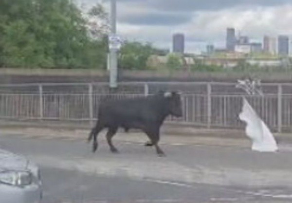 Trên các diễn đàn trực tuyến, nhiều bình luận bày tỏ sự ngạc nhiên và thích thú: "Wow, trung tâm thành phố mà cũng thấy bò chạy thế này", "Có phải mấy con bò tượng trên phố sống dậy rồi không? Sao lại có bò chạy lung tung trong khu dân cư vậy?".