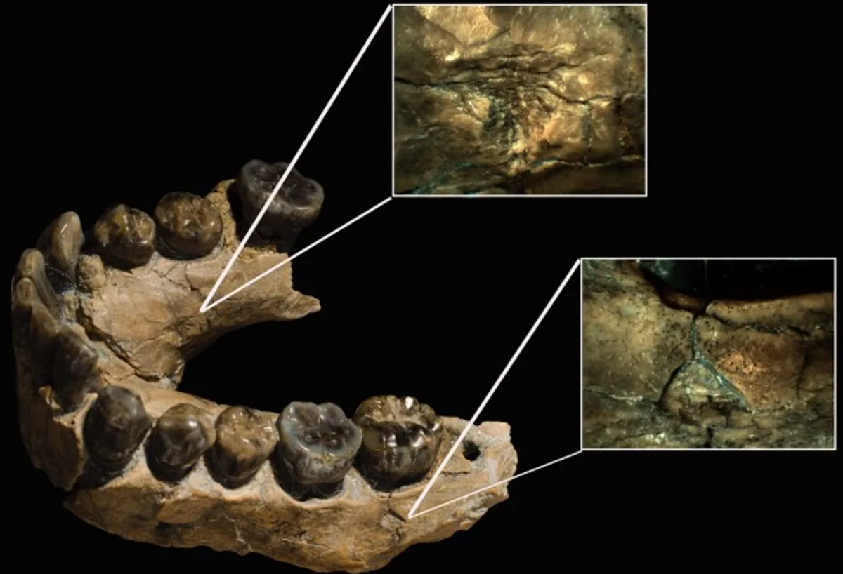 Bộ xương mới được phát hiện có niên đại khoảng 2,02 đến 2,06 triệu năm và bao gồm cả hai xương đòn, các mảnh xương bả vai, cả hai xương cánh tay trên, cả hai xương cẳng tay, các phần của xương chậu và một phần xương cùng. Đáng chú ý, các bộ phận xương này được tìm thấy cùng với một bộ răng hàm dưới gần như hoàn chỉnh. Ảnh: @Đại học Stony Brook.