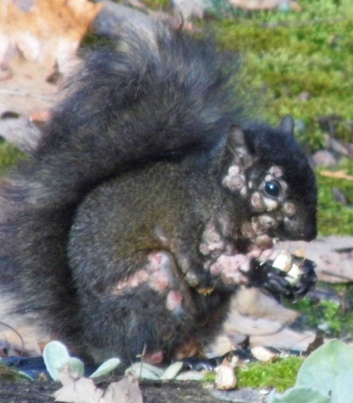 View - Sóc "thây ma" đầy mụn mủ gieo rắc nỗi sợ hãi khắp Bắc Mỹ | Báo Tri thức và Cuộc sống - TIN TỨC PHỔ BIẾN KIẾN THỨC 24H