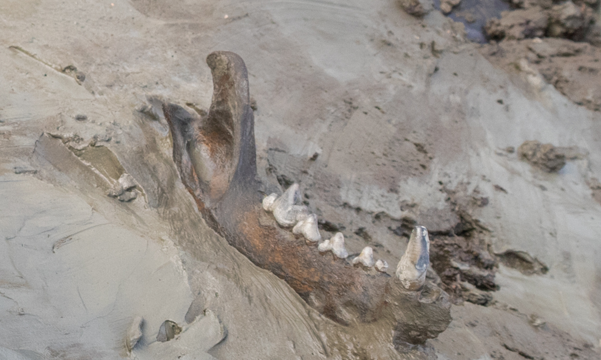 Các nhà khảo cổ kết luận, con chó này là chó đực và khoảng từ ba đến sáu tuổi khi chết. Nó có thân hình vạm vỡ do đã sống một cuộc đời đầy năng động. Ảnh: @Bảo Tàng Quốc Gia Thụy Điển.