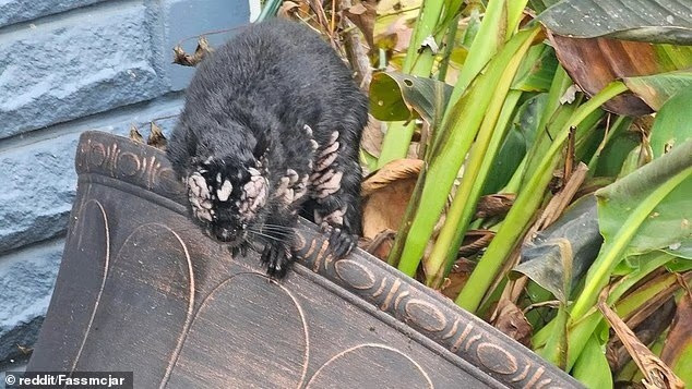 View - Sóc "thây ma" đầy mụn mủ gieo rắc nỗi sợ hãi khắp Bắc Mỹ | Báo Tri thức và Cuộc sống - TIN TỨC PHỔ BIẾN KIẾN THỨC 24H