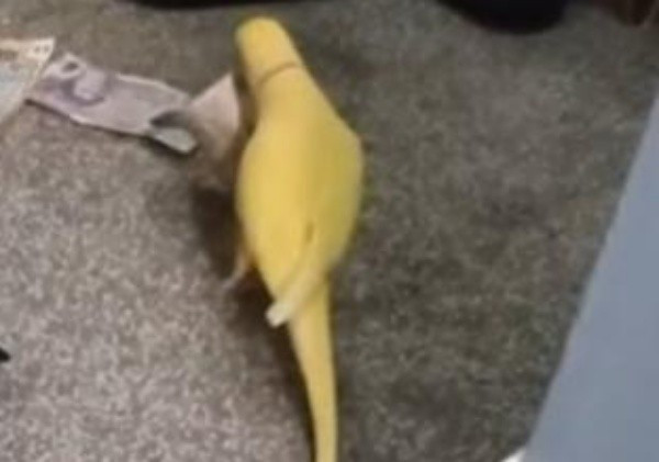 Khi kiểm tra chiếc điện thoại của Shannon Hilton, các điều tra viên đã thực sự sững sờ trước những gì họ tìm thấy. Đó không phải là những tin nhắn mật mã hay các cuộc gọi mờ ám, mà là một loạt video quay cảnh một chú vẹt cưng tên là Mango.