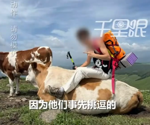 Mọi chuyện bắt đầu khi một du khách đã có một hành động kỳ quặc và phản cảm, lấy thịt bò khô ra cho một con bò ăn. Chưa dừng lại ở đó, những người khác trong nhóm còn có những hành vi quấy rối quá đà hơn, bao gồm cả việc cố gắng cưỡi lên lưng bò và dùng gậy leo núi để liên tục đập vào mông chúng.