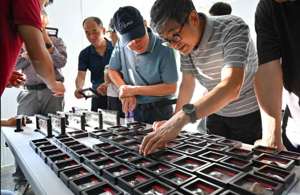 Các đồ trang sức bằng vỏ sò cũng được tìm thấy gần hộp sọ và vùng thắt lưng, được cho là những vật phẩm trang trí cổ nhất thuộc loại này từng được phát hiện ở Trung Quốc. Ảnh: @Viện Di sản Văn hóa và Khảo cổ học tỉnh Hải Nam.