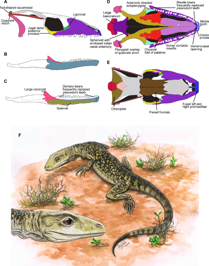 Kết quả cho thấy hầu hết các phản biện đưa ra đều sai, tất cả các chi tiết về hộp sọ, hàm, răng và xương chi đều khẳng định cho thấy, Cryptovaranoides microlanius là một loài thằn lằn, không phải là một loài khủng long chân thằn lằn. Ảnh: @David Whiteside.