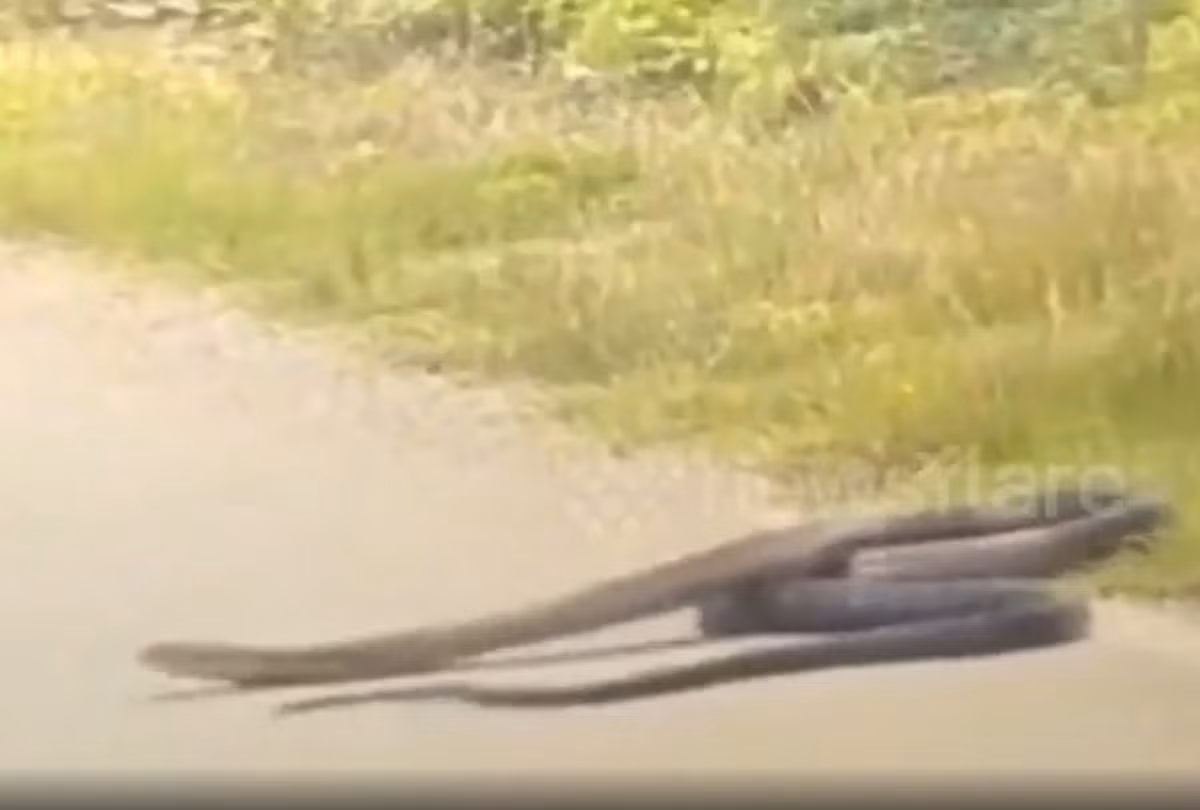Nữ lái xe nói thêm: 'Con rắn quá lớn! Tôi chưa bao giờ nhìn thấy một con nào lớn như vậy trước đây. Tôi nghĩ nếu tôi không phanh kịp thời, tôi không biết điều gì sẽ xảy ra tiếp theo. Tôi mừng là mình đã không đâm vào nó. Nó có thể nguy hiểm cho cả hai bên”. Ảnh: @Newsflare.