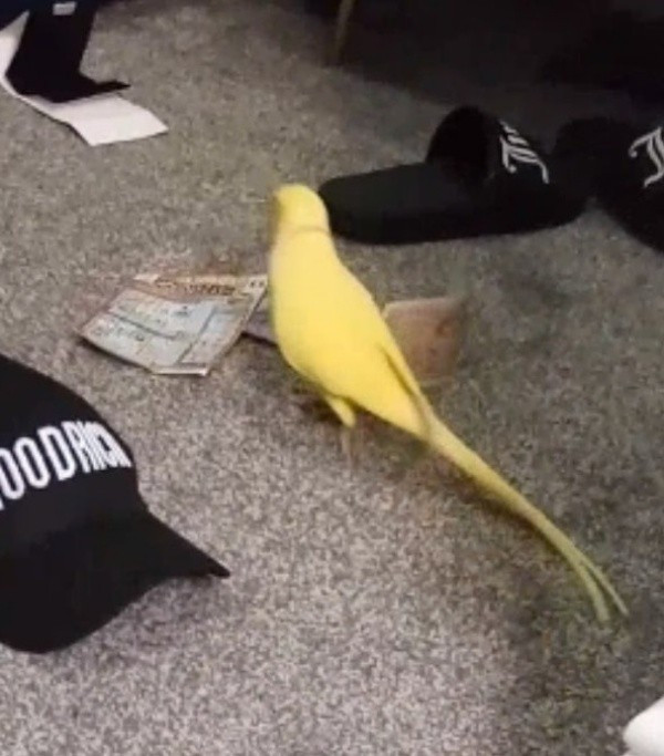 Trong các đoạn video, Shannon Hilton tỏ ra vô cùng thích thú khi dạy cho chú vẹt của mình nói những cụm từ tiếng lóng đặc trưng của giới buôn ma túy, trong đó có câu "Two for 25" (ám chỉ một giao dịch hai món hàng với giá 25 bảng). Điều đáng phẫn nộ hơn, một video khác còn ghi lại cảnh chú vẹt đang chơi đùa với một xấp tiền mặt dày cộm ngay trước mặt những đứa trẻ.