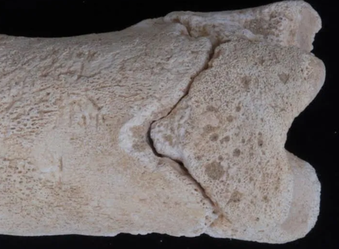 Nhóm phỏng đoán rằng, hiện vật này có khả năng được sử dụng bởi "cảnh sát" cổ đại, chuyên canh gác những người xây lăng mộ cho hoàng gia dưới thời trị vì của Vua pharaoh Akhenaten. Ảnh: @Bộ Cổ Vật Ai Cập.