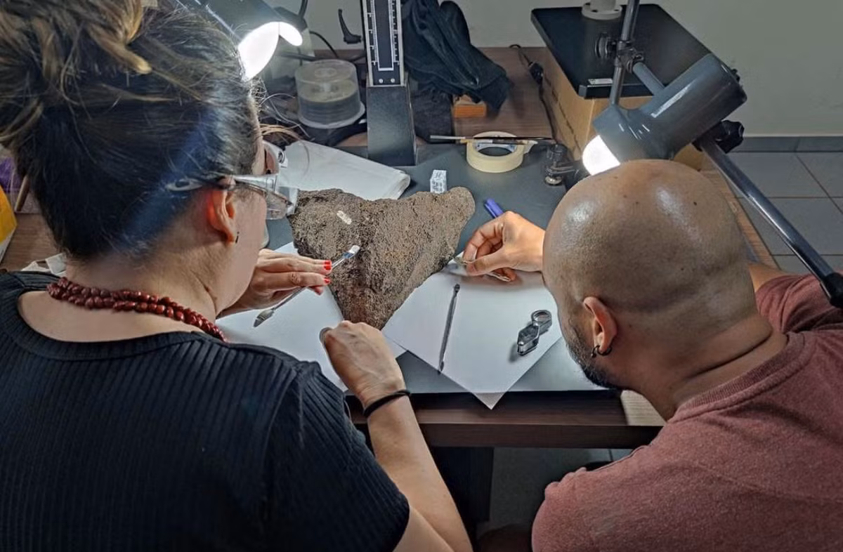 Tiến sĩ Gabriel Ferreira và các đồng nghiệp đã đo hóa thạch xương hàm và so sánh nó với cả rùa còn sống và đã tuyệt chủng. Dựa trên kích thước và hình dạng của nó, họ xác định Peltocephalus maturin là một loài mới đối với khoa học. Ảnh: @Đại học Tübingen.