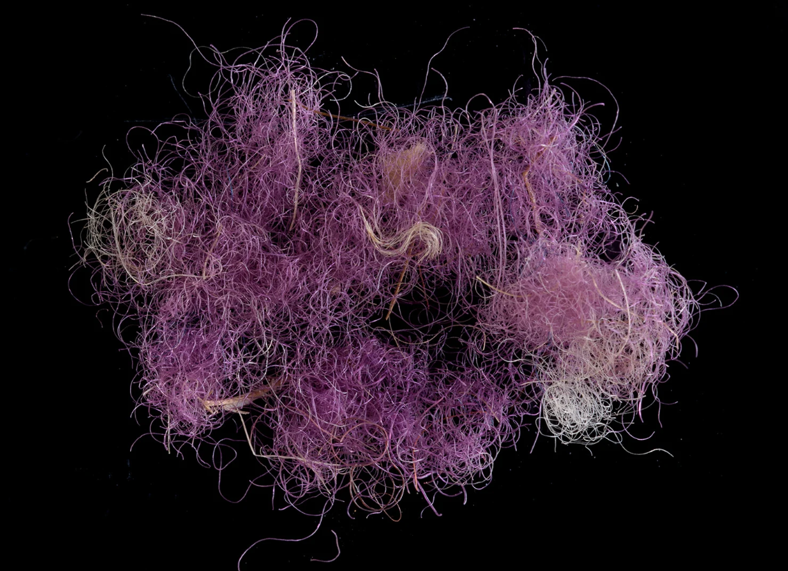 Tiến sĩ Naama Sukeni đến từ Cơ quan Cổ vật Israel, cho biết: “Sắc tím hoàng gia tuyệt đẹp, không phai màu và rất khó để chế ra thuốc nhuộm, được tìm thấy với số lượng nhỏ trong cơ thể động vật thân mềm của 3 loài ốc biển Địa Trung Hải kể trên, tất cả đã khiến nó trở thành loại thuốc nhuộm có giá trị cao nhất, thường có giá trị cao hơn vàng. Đây là một khám phá rất thú vị và quan trọng". Ảnh: @Cơ quan Cổ vật Israel.