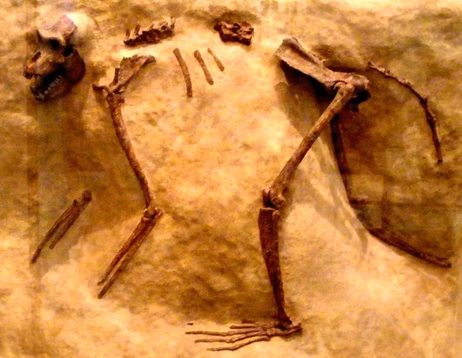 Những chiến binh cổ đại này rất yêu mến loài khỉ đuôi dài, coi chúng gần như con cái của mình. Ảnh: @Hội đồng Cổ vật tối cao Ai Cập.