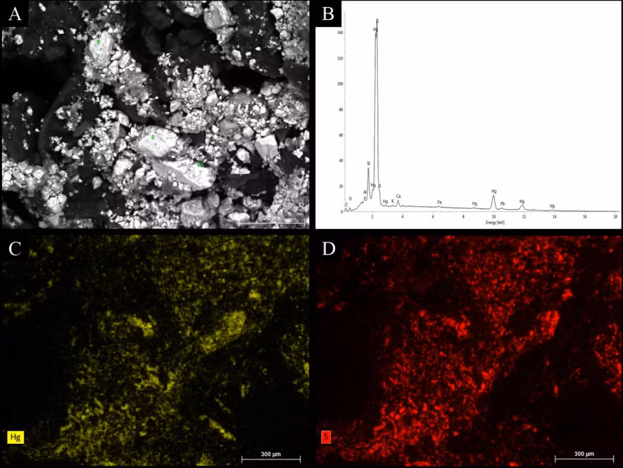 Sự hiện diện của chất màu độc hại này cho thấy các cộng đồng người Scythia cổ xưa đã sử dụng chu sa để làm chậm quá trình phân hủy, hoặc trung hòa vi khuẩn trong các nghi thức mai táng. Ảnh: @Viện Khảo cổ học Kyiv.