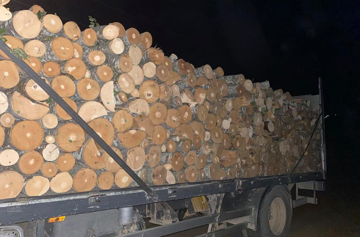 Các vụ bắt giữ liên quan đến gỗ chiếm tỷ lệ lớn nhất, chủ yếu xảy ra trong các lô hàng container vận chuyển bằng đường biển, trong khi hầu hết các vụ bắt giữ khác diễn ra tại các sân bay và trung tâm xử lý thư tín. Ảnh: @interpol.