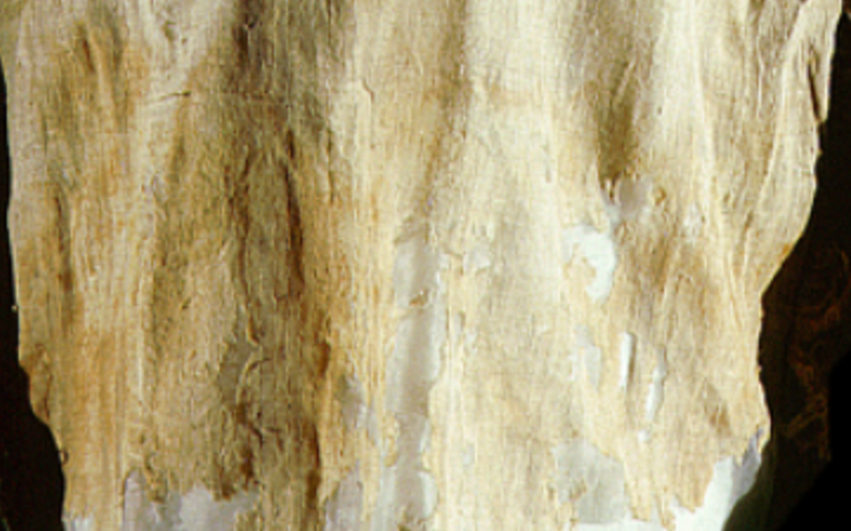 Tay áo và thân áo được trang trí bằng những đường cong sắc nét, gồm những nếp gấp hẹp trên vải. Ảnh: @Sir Flinders Petrie.