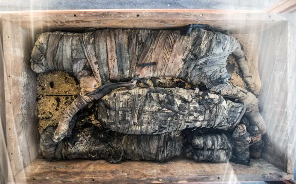 Theo ông, phát hiện khảo cổ này không chỉ đơn thuần là việc khai quật các di vật cổ, mà nó còn cung cấp cái nhìn sâu sắc về đời sống tôn giáo, văn hóa và xã hội của những người thường xuyên ướp xác động vật hoặc tạc tượng chúng. Ảnh: @Hội Đồng Cổ Vật Tối Cao Ai Cập.