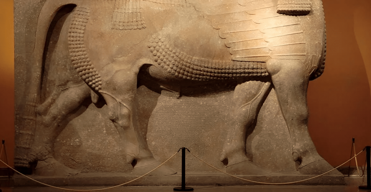 Cao khoảng 6 mét, bức tượng bò Lamassu này vượt trội đáng kể về kích thước so với các bức tượng lamassu nổi tiếng khác từng được trưng bày tại các bảo tàng như Bảo tàng Anh và Bảo tàng Louvre, vốn chỉ cao từ 3,5 đến 4,2 mét tương ứng. Ảnh: @Bảo tàng Viện Nghiên cứu Phương Đông thuộc Đại học Chicago.