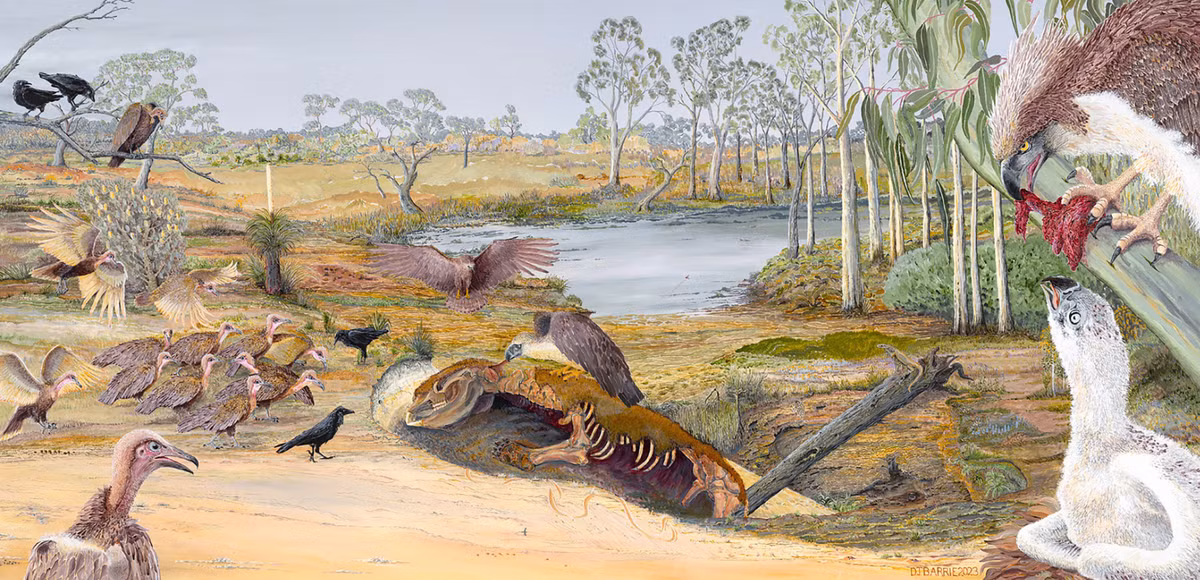 Đó là tàn tích hóa thạch của một loài đại bàng mới cổ xưa và các chuyên gia đặt tên cho nó là Dynatoaetus pachyosteus. Ảnh: @Đại học Flinders.