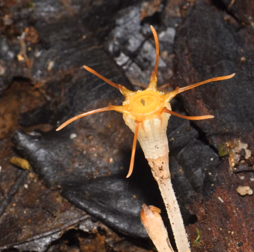 Điểm ấn tượng nhất của loài cây này đó là nó có hoa y như "Chiếc Đèn lồng cổ tích”. Những bông hoa này có các cơ chế thụ phấn chuyên biệt, thường được thụ phấn bởi các loài côn trùng nhỏ như ruồi nấm hoặc ruồi scuttle. Ảnh: @Siti Munirah.