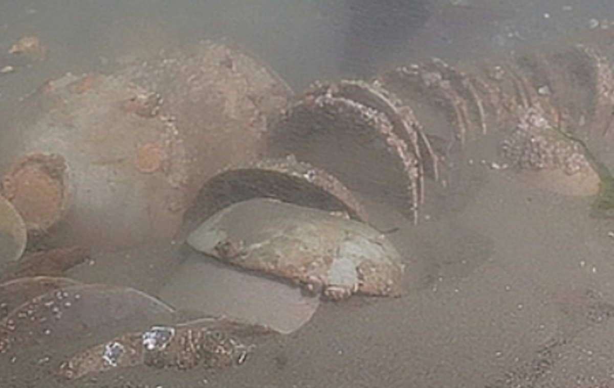 Nhóm nghiên cứu tìm thấy lô bát cổ được xếp chồng khít nhau – gần như chắc chắn là cùng một kiểu đóng gói được sử dụng khi con tàu lần đầu tiên mang chúng ra khơi vào thế kỷ 12 Sau Công Nguyên. Ảnh: @Viện Nghiên cứu Di sản Văn hóa Hàng hải Quốc gia Hàn Quốc.