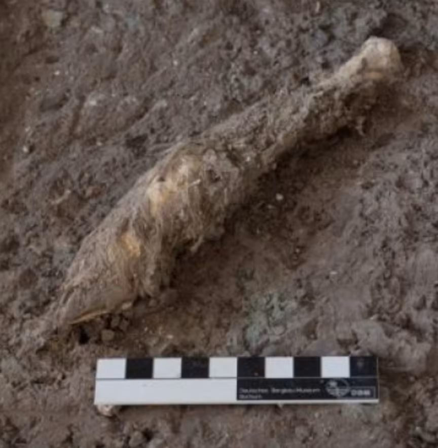 Trong chiếc hộp này chứa ba chân cừu hoặc dê. Ảnh: @Viện Nghiên cứu Di sản Văn hóa và Du lịch Iran.