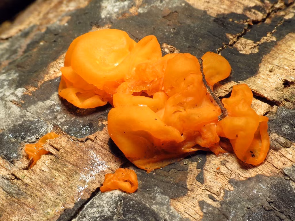 Trong văn hóa dân gian Thụy Điển, nấm bơ phù thủy được hình thành khi một nhóm phù thủy tụ tập lại và lấy trộm sữa từ đàn bò của một gia đình. Sau khi vắt sữa bò, các phù thủy rời đi, rải những mẩu "bơ phù thủy" này xuống đất. Ảnh: @iNaturalist.