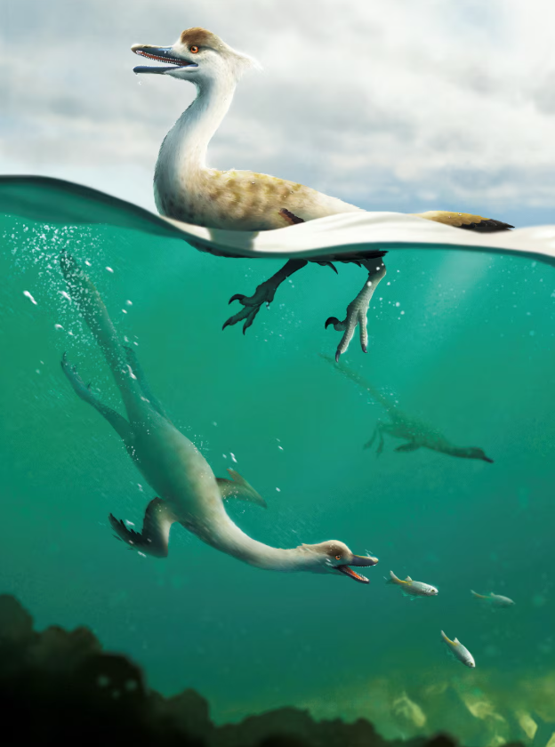 Nhóm nghiên cứu cho rằng, Vegavis iaai có thể là một thợ săn truy đuổi, lặn bắt cá ở vùng biển Nam Cực thời kỳ kỷ Phấn trắng, và nó có thể là loài chim nước đầu tiên trên Trái Đất được tìm thấy tính tới thời điểm hiện tại. Ảnh: @Hakai Magazine.