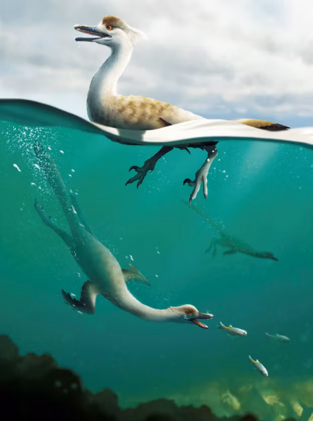 Nhóm nghiên cứu cho rằng, Vegavis iaai có thể là một thợ săn truy đuổi, lặn bắt cá ở vùng biển Nam Cực thời kỳ kỷ Phấn trắng, và nó có thể là loài chim nước đầu tiên trên Trái Đất được tìm thấy tính tới thời điểm hiện tại. Ảnh: @Hakai Magazine.