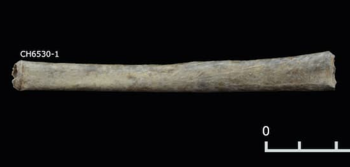 Phân tích hóa học và vi mô các hiện vật này cho thấy sự hiện diện của nicotin từ các giống thuốc lá hoang dã, cũng như cặn từ hạt vilca, một loại cây có đặc tính gây ảo giác, có liên quan mật thiết đến hợp chất DMT. Ảnh: @Daniel Contreras.