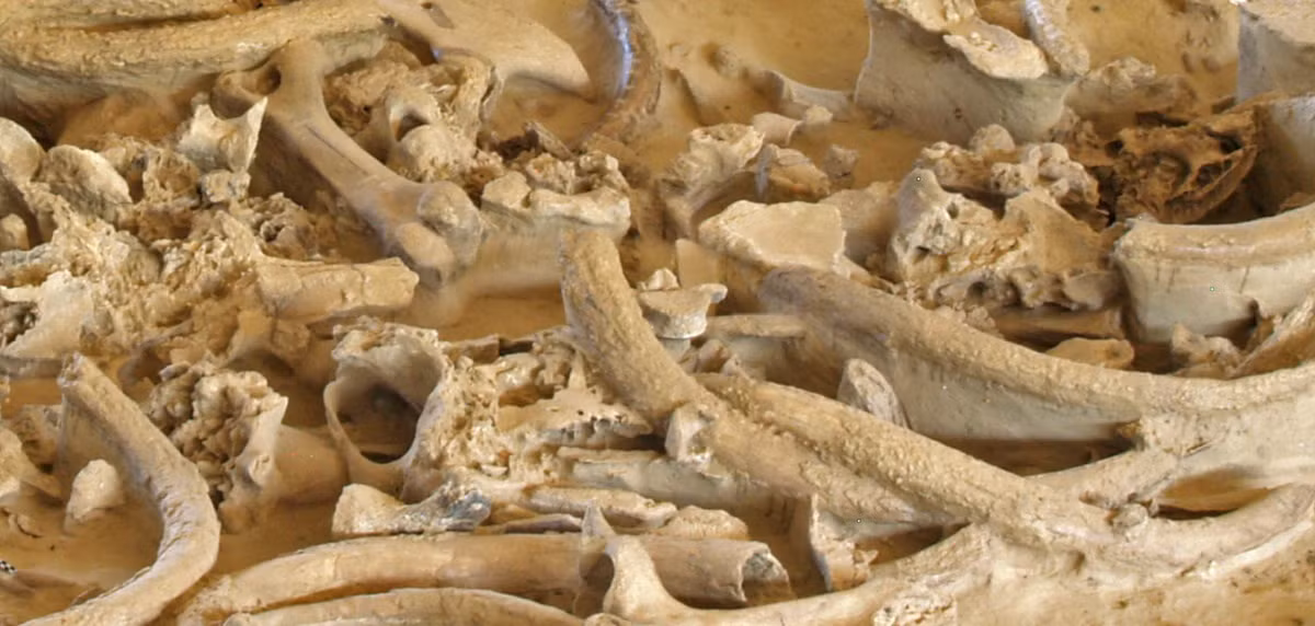 Các nhà nghiên cứu phỏng đoán rằng, ngà voi đã qua chế biến có thể được sử dụng làm đầu mũi giáo hoặc có thể là một loại công cụ nào đó, điều khá phổ biến trong thời kỳ này. Ảnh: @Viện Hàn lâm Khoa học Áo.