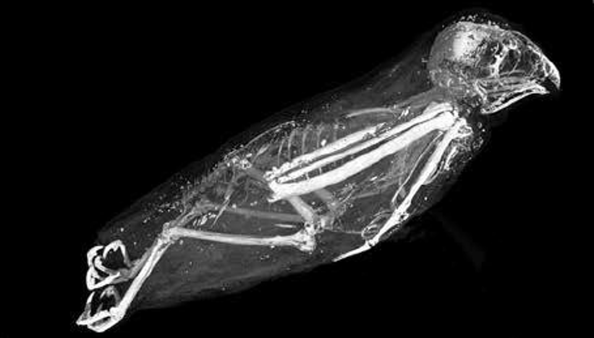 Dựa trên hình thái, số đo chân, chi và hình dạng mỏ, họ xác định đây là một con chim cắt châu Âu đực (Falco tinnunculus). Chim cắt Falco tinnunculus được cho là có liên quan đến thần Mặt trời Re, theo tín ngưỡng của Ai Cập cổ đại. Ảnh: @Đại học Cairo.