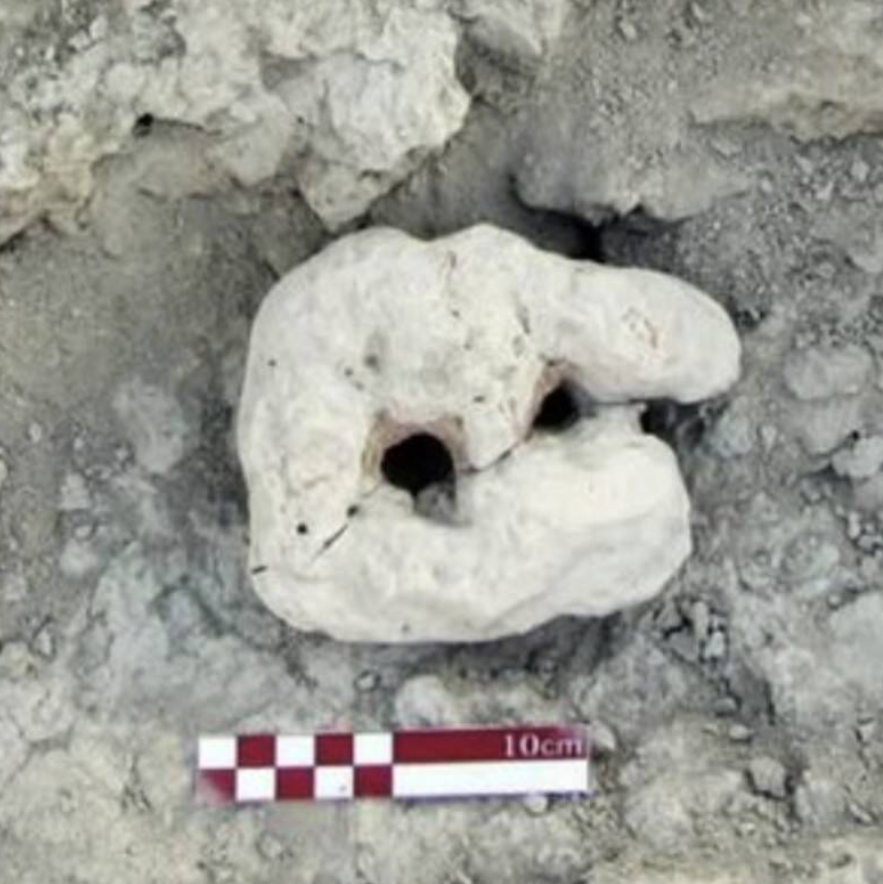 Ngoài ra, một bộ sưu tập vỏ sò, xương động vật và mảnh gốm vỡ cũng được tìm thấy, cho thấy phần nào về thức ăn của người tiền sử trong khu vực. Ảnh: @Trung tâm Nghiên cứu Di sản Văn hóa Makran.