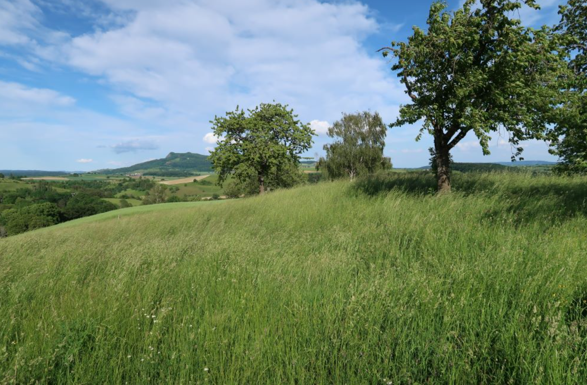 Theo đó, một cơn bão dữ dội chưa từng có đã ập vào khu rừng Schaffhausen ở Thụy Sĩ. Sức gió đã quật đổ một cây cổ thụ. Ảnh: @Swissinfo.