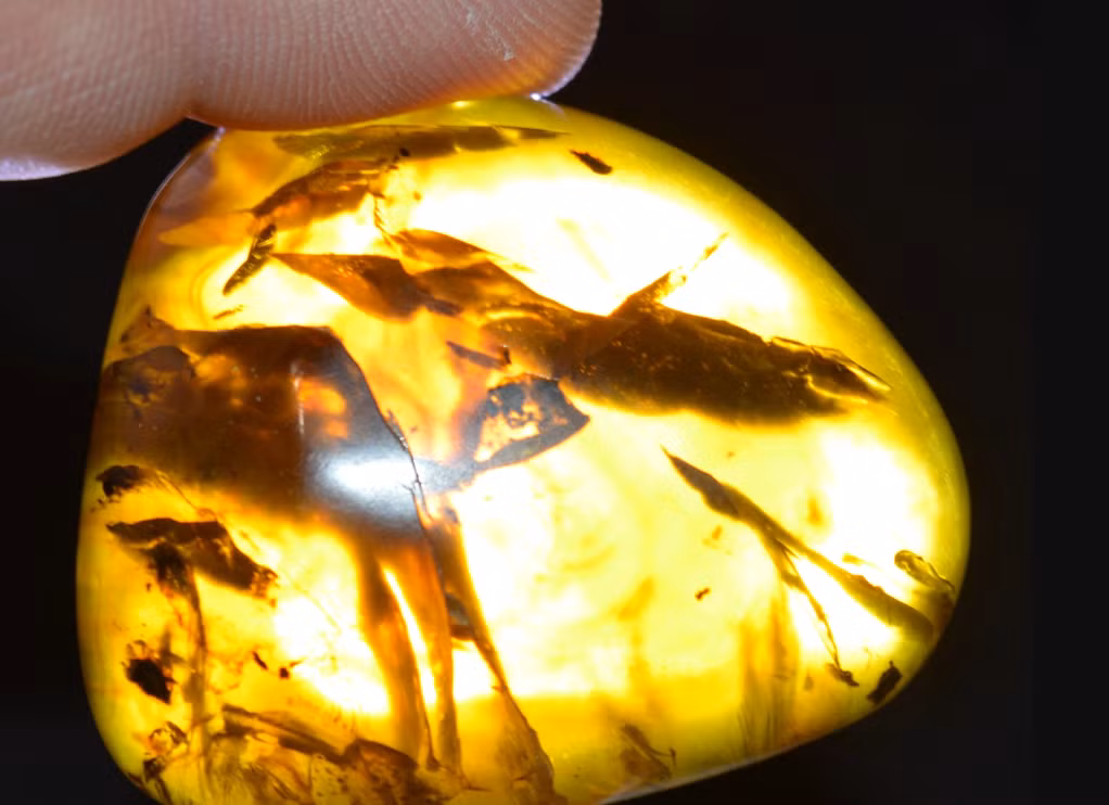 Khi tiến hành nghiên cứu hổ phách Kachin 99 triệu năm tuổi đến từ Myanmar vào giữa kỷ Phấn trắng, các nhà cổ sinh vật học đến từ Viện Địa chất và Cổ sinh vật học Nam Kinh thuộc Viện Hàn lâm Khoa học Trung Quốc bất ngờ phát hiện ra một bằng chứng sinh vật học cổ xưa kỳ lạ, bí ẩn. Ảnh: @Viện Hàn lâm Khoa học Trung Quốc.